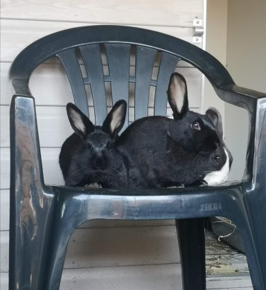 One of my fave trios all squidged on the same chair as always